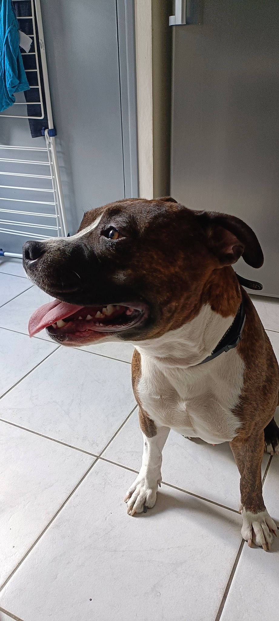 Rosko a rejoint le concours — aidez-le/la à gagner de superbes lots ! canidae, carnivore, collar, companion_dog, dog, dog_breed, dog_collar, fawn, flooring, fur, leash, liver, pet_supply, snout, sporting_group, street_dog, terrestrial_animal, whiskers, working_animal, working_dog