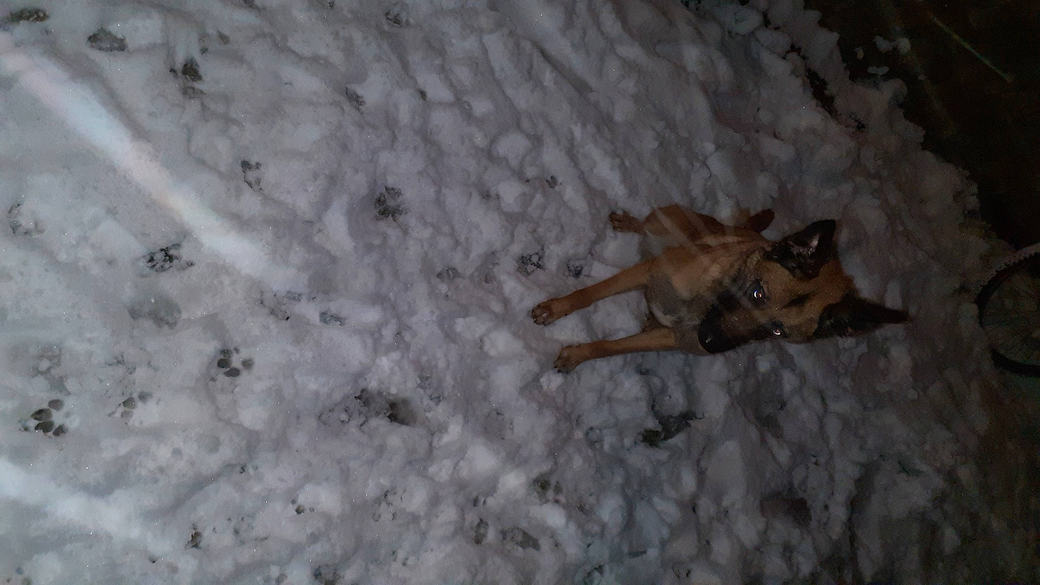 Tina participe au concours pour gagner de l'argent avec cette photo : art, canidae, claw, dog_breed, fawn, freezing, scorpion, snow, soil, sporting_group, tail, terrestrial_animal, wildlife, winter, wood