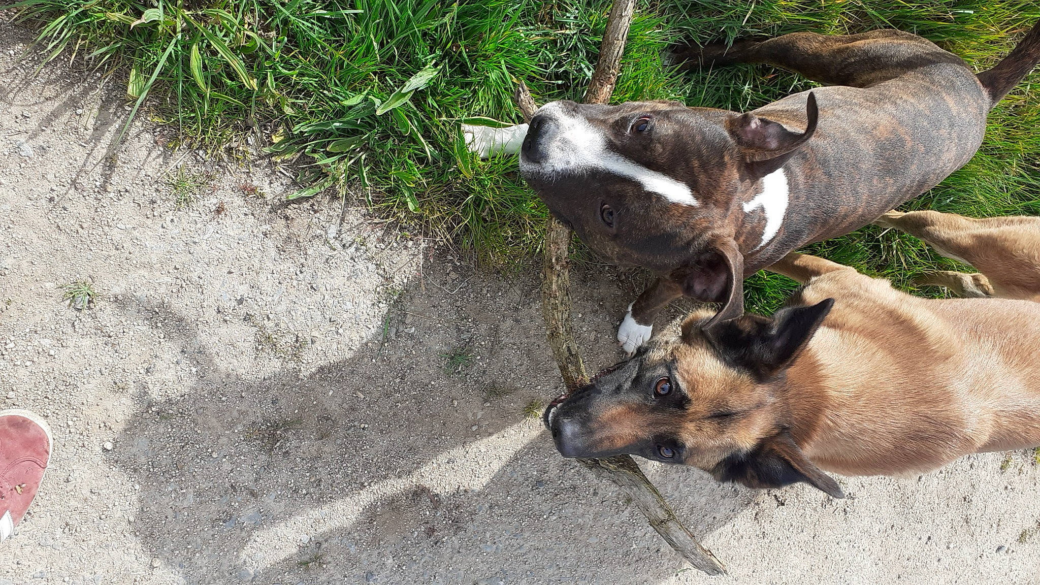 Tina participe au concours pour gagner de l'argent avec cette photo : canidae, carnivore, companion_dog, dog, dog_breed, fawn, fur, grass, herding_dog, lycaon_pictus, plant, road_surface, snout, soil, sporting_group, tail, terrestrial_animal, wildlife, working_animal, working_dog