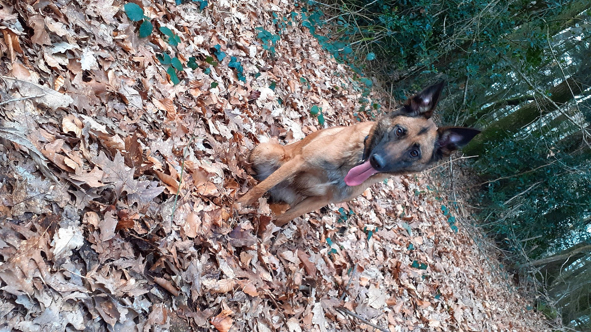 Tina a rejoint le concours — aidez-le/la à gagner de superbes lots ! canidae, carnivore, dog, dog_breed, east_european_shepherd, fawn, fur, german_shepherd_dog, grass, herding_dog, king_shepherd, old_german_shepherd_dog, plant, soil, sporting_group, tail, tree, wildlife, wood, working_dog