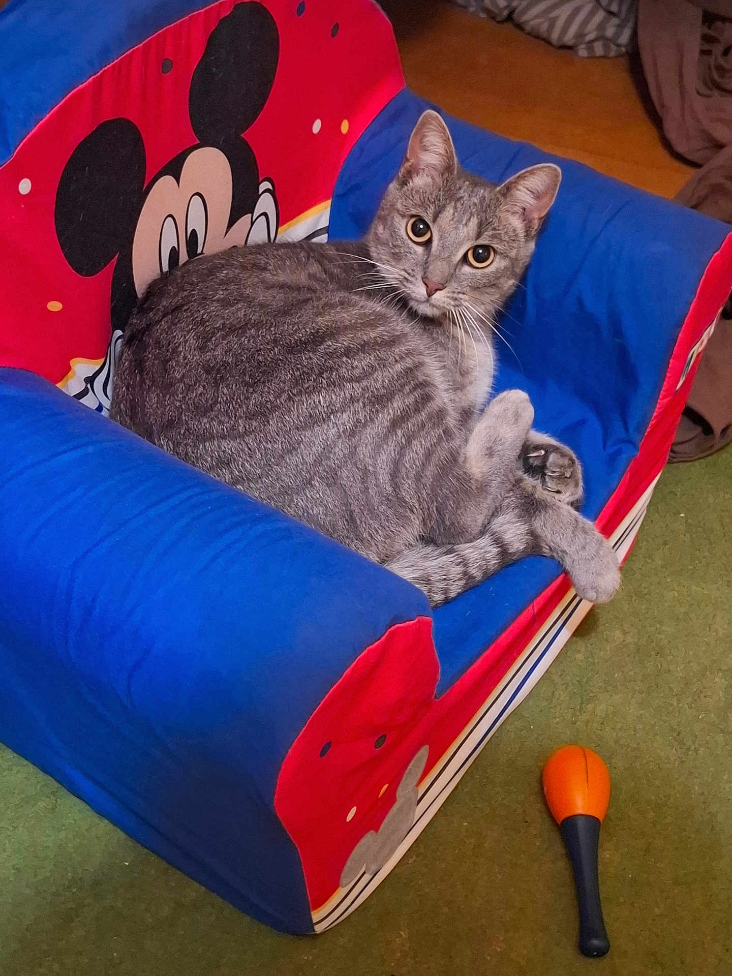 Stella a rejoint le concours — aidez-le/la à gagner de superbes lots ! cat, gray_tabby, mickey_mouse, children_chair, colorful, indoor, carpet, toy, orange, green, furniture, pet, animal, cute, relaxed, looking_at_camera, soft_fabric, cozy, playful, home