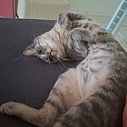 Stella a rejoint le concours — aidez-le/la à gagner de superbes lots ! cat, gray_tabby, lying_down, indoor, curious, relaxed, fur, pet, animal, whiskers, paws, face, looking, cozy, soft, home, resting, cute, feline, playful