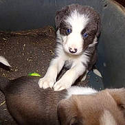 Maï Shadow a rejoint le concours — aidez-le/la à gagner de superbes lots ! australian_shepherd, border_collie, carnivoran, dog, dog_breed, dog_breed_group, dog_like_mammal, miniature_australian_shepherd, native_american_indian_dog, puppy, street_dog