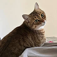 Tweeny a rejoint le concours — aidez-le/la à gagner de superbes lots ! abyssinian, animal, blanket, cat, egyptiancat, kitten, manx, pet