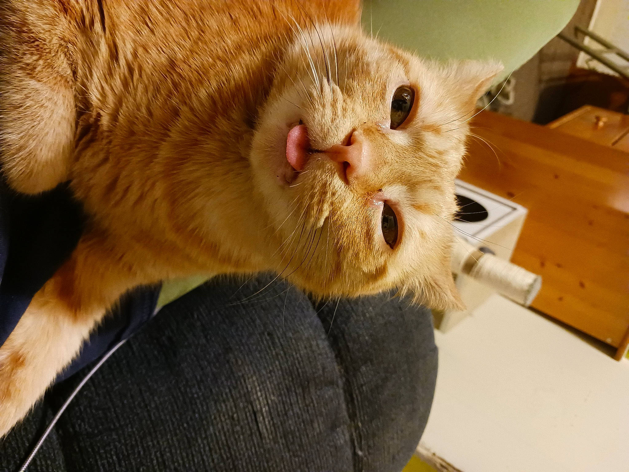 Dizzy joined the competition — help win amazing prizes! carnivore, cat, cat_supply, claw, comfort, domestic_short_haired_cat, fang, fawn, felidae, fur, paw, small_to_medium_sized_cats, snout, terrestrial_animal, whiskers