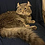 Lily is registered to the contest to win money with this photo: cat, fluffy, gray, animal, pet, feline, lying_down, indoor, table, wood, fur, tail, ears, eyes, collar, resting, looking, comfort, fabric, closeup