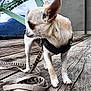 animal, background, close_up, cloudy_sky, curious, dog, ears, harness, leash, metal_structure, nature, outdoor, paws, pet, side_view, small_dog, standing, urban, white_dog, wooden_deck