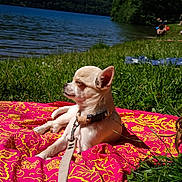 Vita a rejoint le concours — aidez-le/la à gagner de superbes lots ! blanket, canine, chihuahua, collar, daytime, dog, grass, lake, leash, nature, outdoor, peaceful, pet, relaxation, scenic, small_dog, summer, sunlight, trees, water