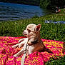 blanket, canine, chihuahua, collar, daytime, dog, grass, lake, leash, nature, outdoor, peaceful, pet, relaxation, scenic, small_dog, summer, sunlight, trees, water