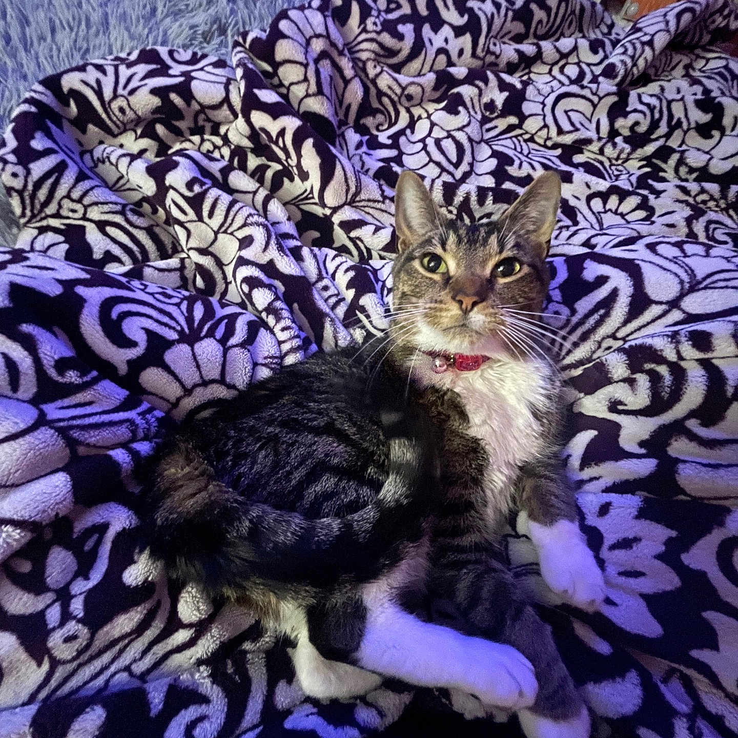 Milo is registered to the contest to win money with this photo: abyssinian, animal, bed, bedroom, blanket, cat, couch, cushion, furniture, homedecor, indoors, kitten, linen, manx, ocelot, pet, purple, quilt, room, velvet