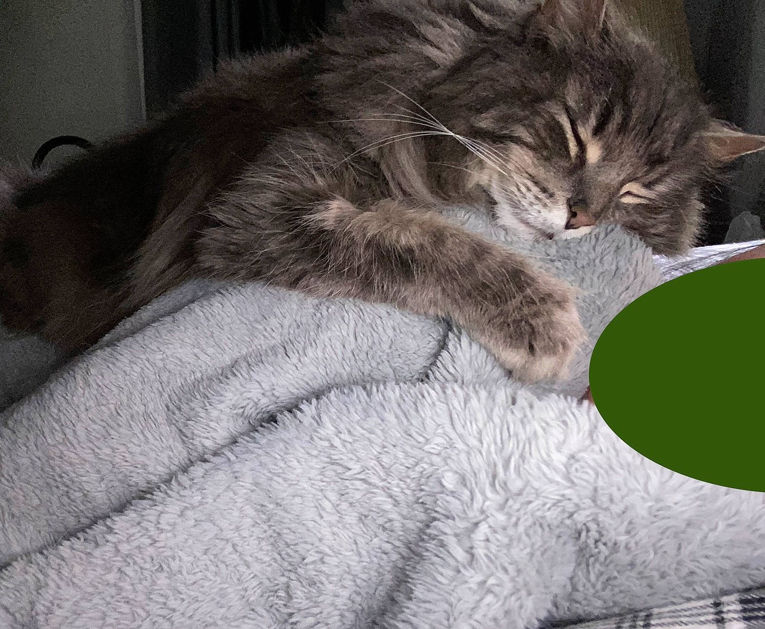 Tuna joined the competition — help win amazing prizes! carnivore, cat, cat_supply, claw, comfort, domestic_short_haired_cat, felidae, fur, grey, nap, paw, sleep, small_to_medium_sized_cats, snout, tail, terrestrial_animal, whiskers