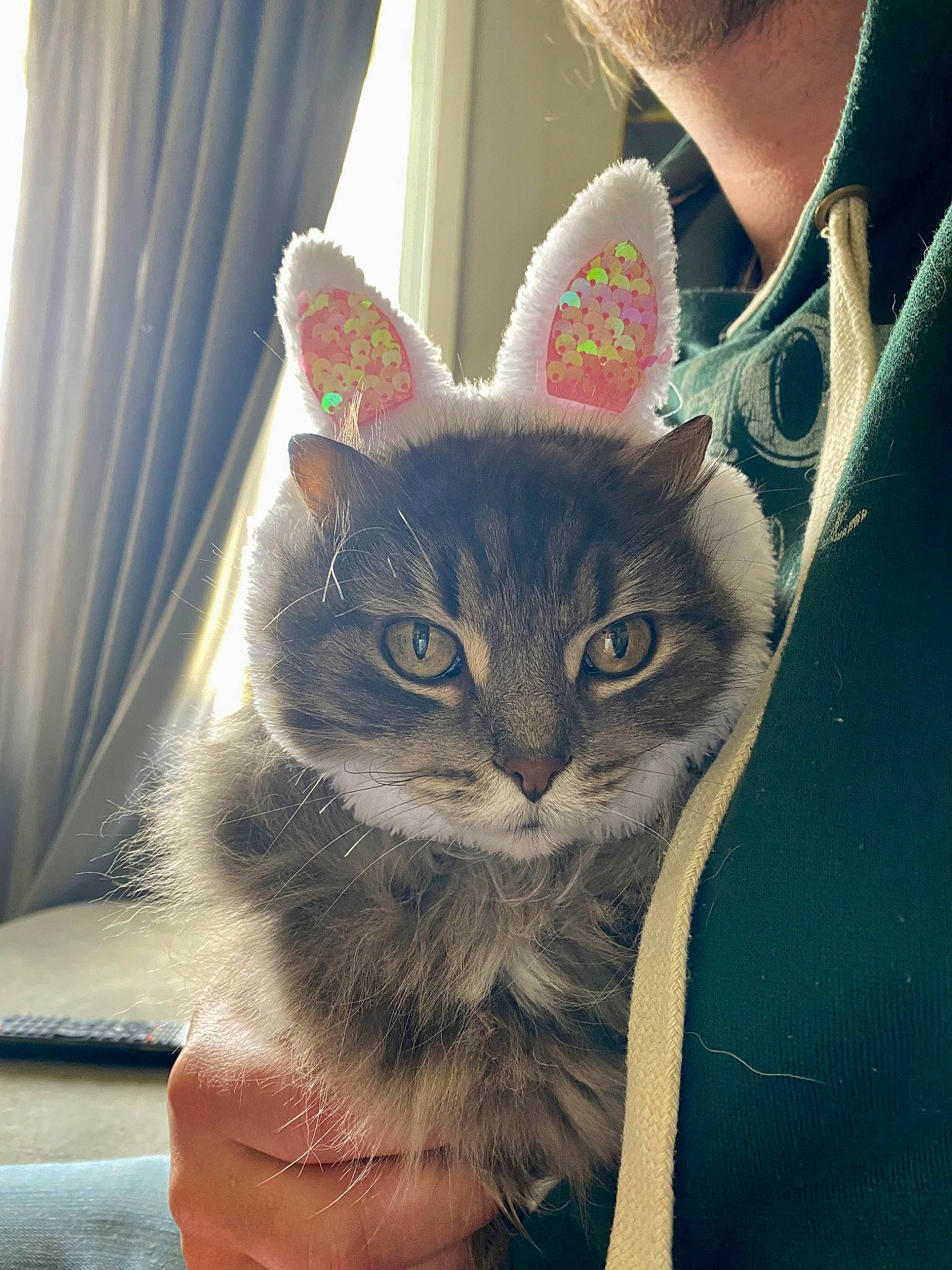 Tuna is registered to the contest to win money with this photo: arm, carnivore, cat, curtain, denim, domestic_short_haired_cat, fashion_accessory, fawn, felidae, fur, grey, hand, paw, plant, small_to_medium_sized_cats, snout, t_shirt, tail, textile, whiskers