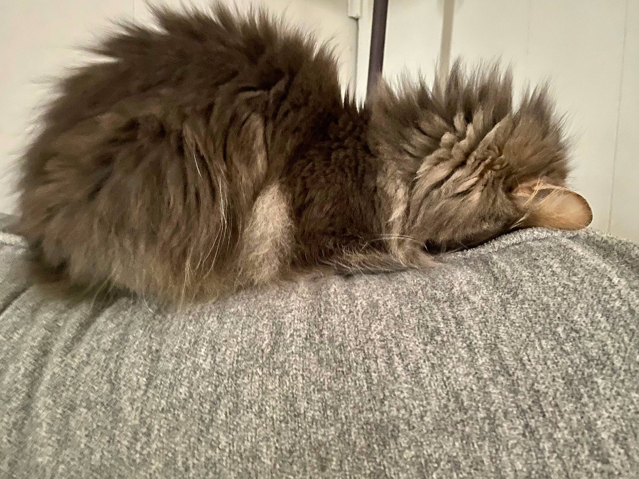 Tuna joined the competition — help win amazing prizes! canidae, carnivore, cat, claw, comfort, companion_dog, dog_breed, felidae, flooring, fur, grey, nap, paw, rodent, sleep, small_to_medium_sized_cats, snout, tail, terrestrial_animal, whiskers