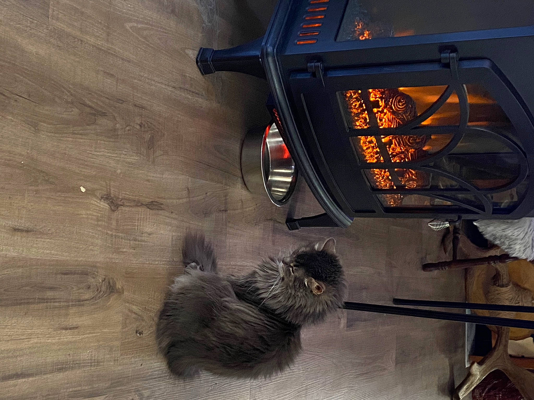 Tuna is registered to the contest to win money with this photo: automotive_lighting, automotive_mirror, automotive_tire, bumper, carnivore, felidae, gas, headlamp, heat, rodent, small_to_medium_sized_cats, tail, tints_and_shades, tire, vehicle, vehicle_door, wheel, whiskers, window, wood