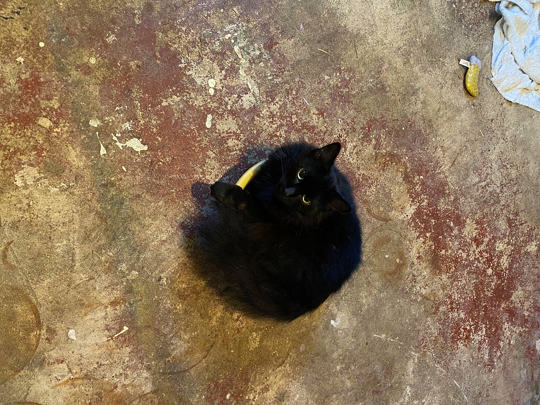 Lena joined the competition — help win amazing prizes! black_cat, cat, floor, flooring, sand