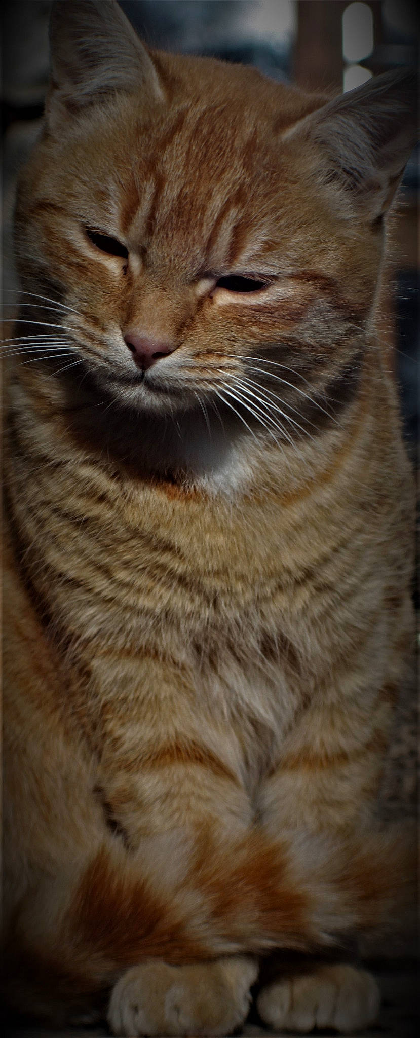 Nuggets participe au concours pour gagner de l'argent avec cette photo : carnivore, cat, close_up, domestic_short_haired_cat, fawn, felidae, fur, small_to_medium_sized_cats, snout, tail, terrestrial_animal, whiskers, wildlife