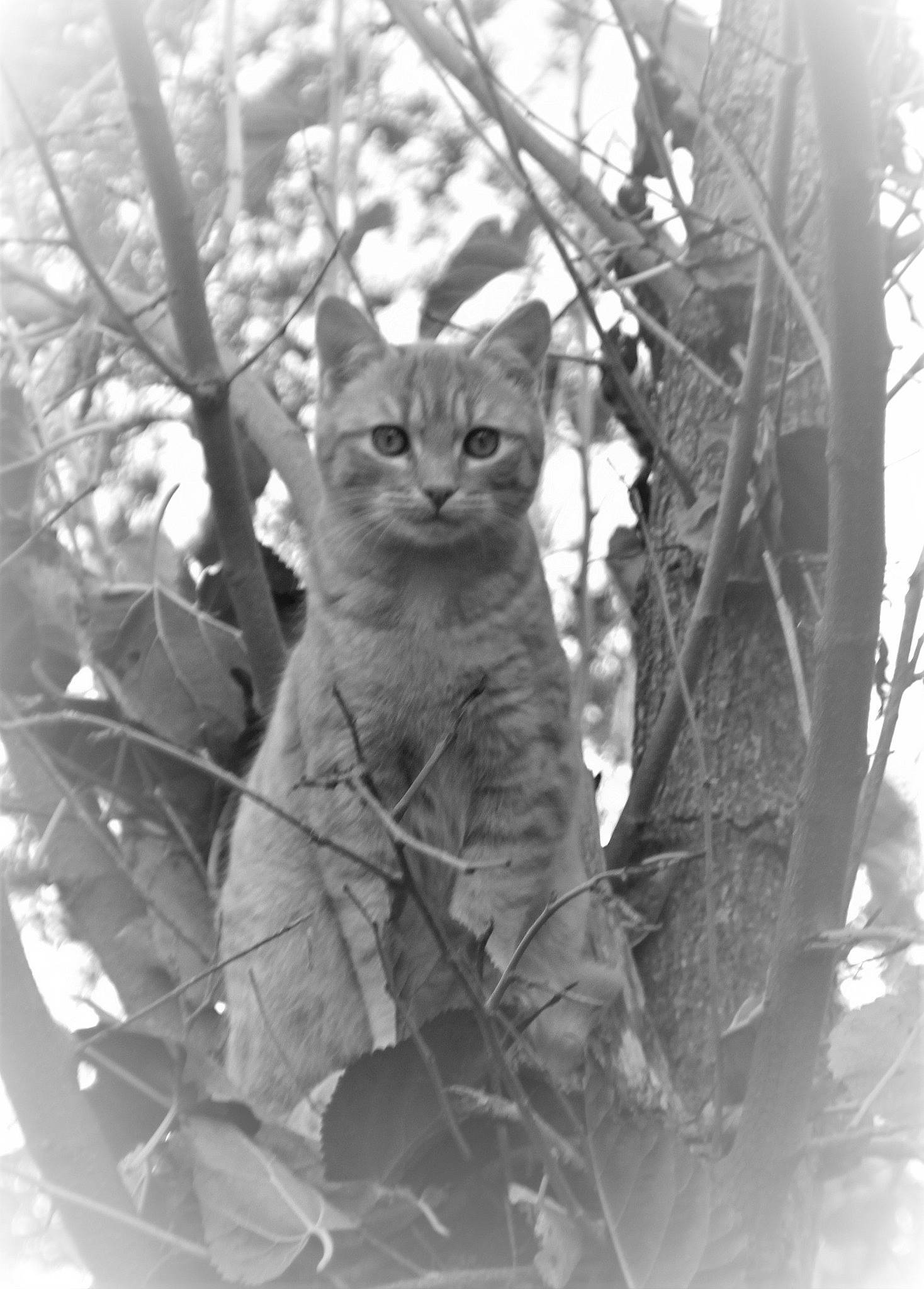Nuggets a rejoint le concours — aidez-le/la à gagner de superbes lots ! black_and_white, branch, carnivore, cat, eye, felidae, grey, monochrome, monochrome_photography, organism, plant, small_to_medium_sized_cats, snout, style, tree, trunk, twig, water, whiskers, wood