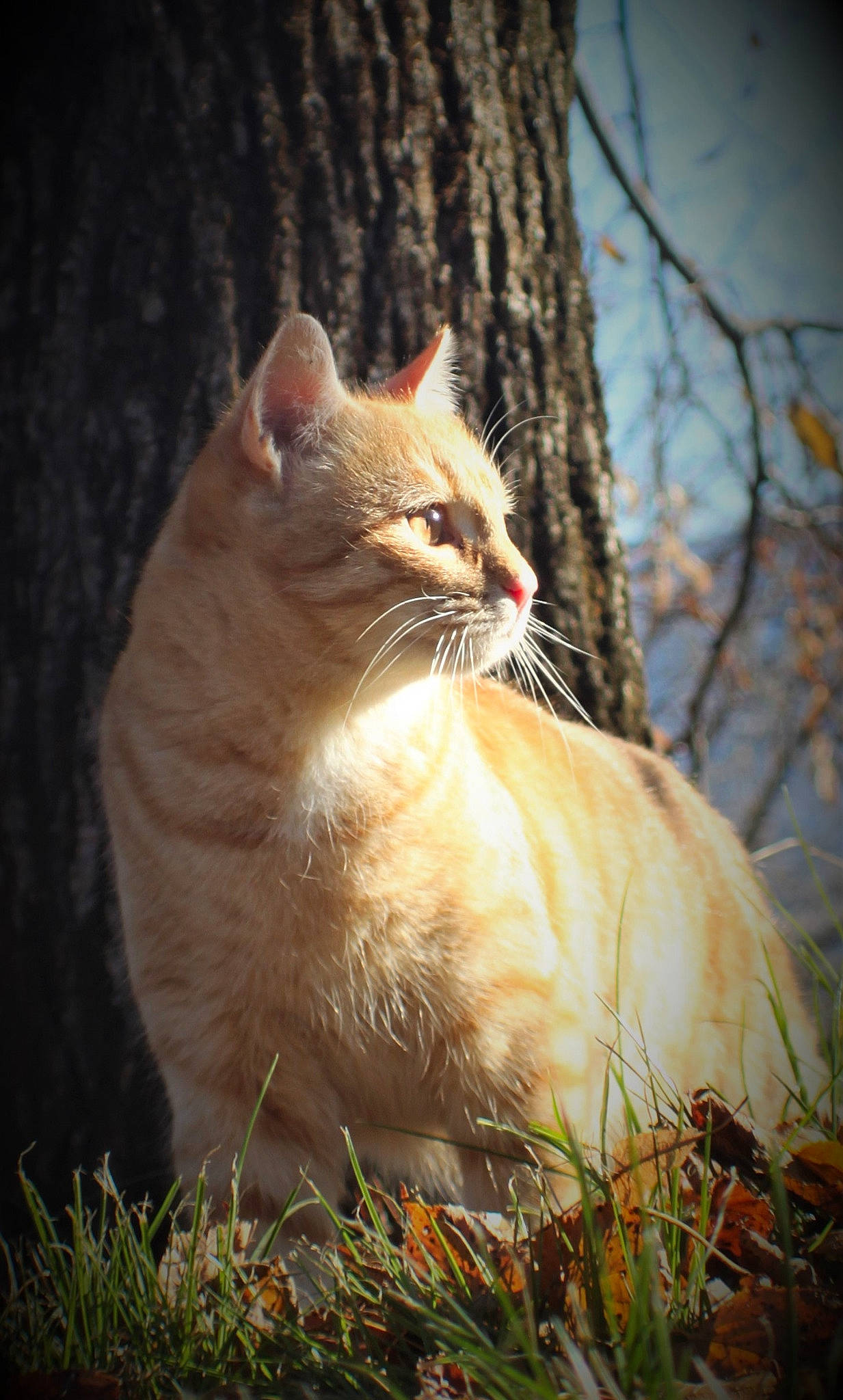 Nuggets a rejoint le concours — aidez-le/la à gagner de superbes lots ! branch, carnivore, cat, domestic_short_haired_cat, fawn, felidae, fur, grass, plant, sky, small_to_medium_sized_cats, snout, tail, terrestrial_animal, tints_and_shades, tree, trunk, twig, whiskers, wood