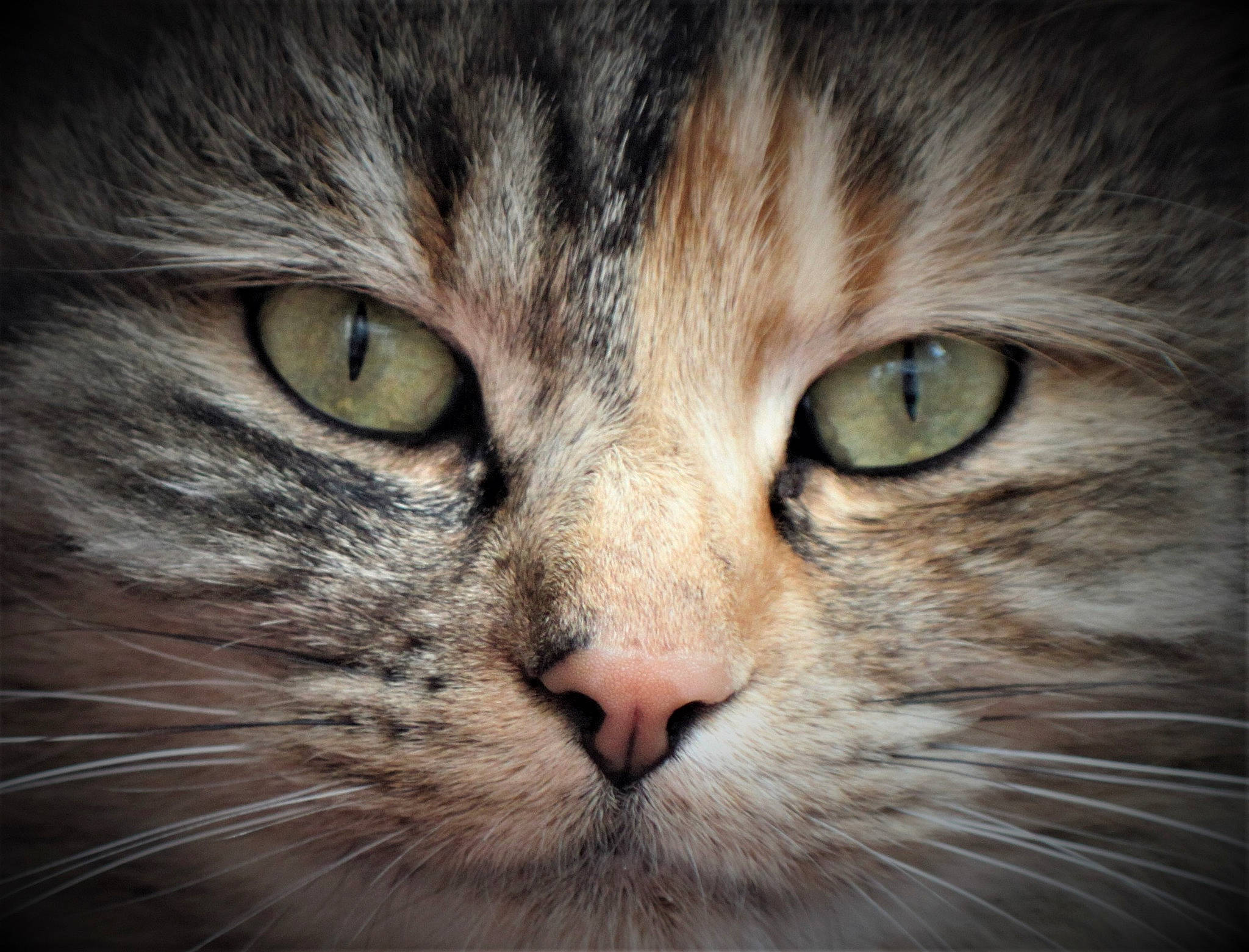 Mure a rejoint le concours — aidez-le/la à gagner de superbes lots ! carnivore, cat, curious, domestic_short_haired_cat, eye, felidae, fur, hair, head, iris, maine_coon, small_to_medium_sized_cats, snout, terrestrial_animal, whiskers