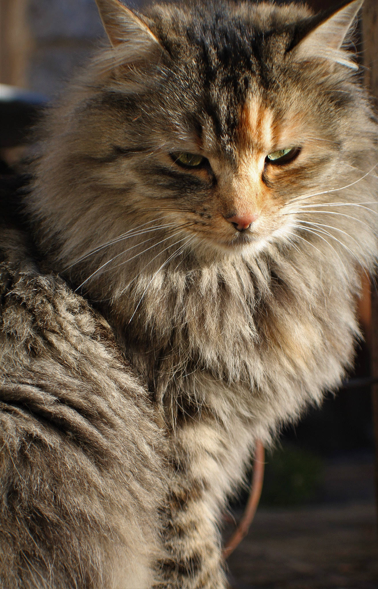 Mure participe au concours pour gagner de l'argent avec cette photo : british_longhair, carnivore, cat, claw, close_up, domestic_short_haired_cat, fawn, felidae, fur, grass, maine_coon, photography, siberian, small_to_medium_sized_cats, snout, tail, terrestrial_animal, whiskers, wildlife, window