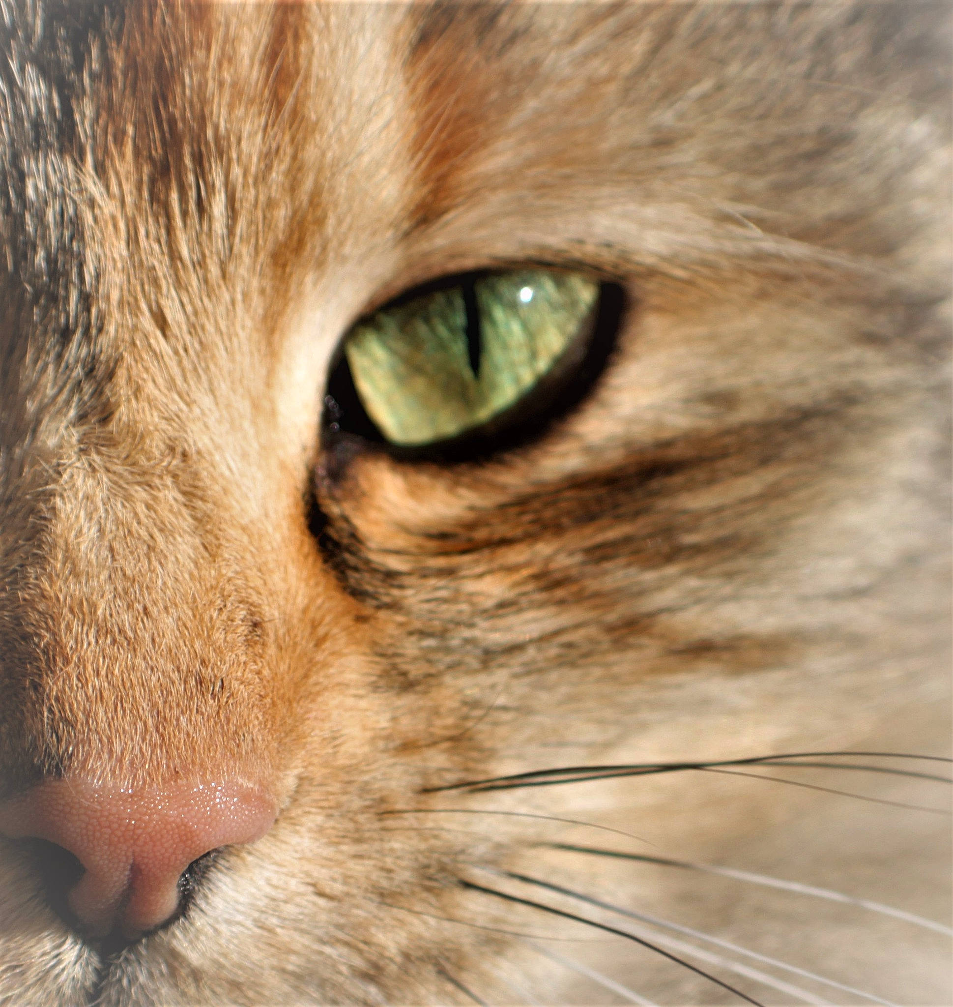 Mure participe au concours pour gagner de l'argent avec cette photo : art, carnivore, cat, close_up, domestic_short_haired_cat, fawn, felidae, fur, grass, iris, small_to_medium_sized_cats, snout, terrestrial_animal, whiskers, wildlife, wood