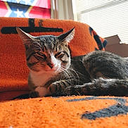 Diesel joined the competition — help win amazing prizes! cat, tabby_cat, orange_blanket, indoor, sunlight, window_blinds, relaxed, cozy, pet, feline, fur, whiskers, resting, home, comfort, animal, closeup, pattern, soft_texture, sleepy