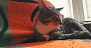 Diesel is registered to the contest to win money with this photo: cat, tabby, sleeping, blanket, orange, gray, indoor, cozy, pet, feline, resting, window, sunlight, blinds, fur, cute, animal, comfort, relaxation, closeup