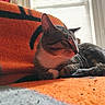 cat, tabby, sleeping, blanket, orange, gray, indoor, cozy, pet, feline, resting, window, sunlight, blinds, fur, cute, animal, comfort, relaxation, closeup