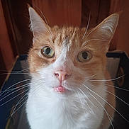 Tinkerbell is registered to the contest to win money with this photo: cat, orange_cat, white_cat, close_up, whiskers, tongue_out, curious, pet, feline, indoor, wooden_background, cute, animal, portrait, face, ears, fur, eyes, looking_up, domestic_cat