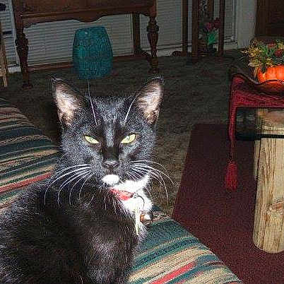 Merlot joined the competition — help win amazing prizes! american_shorthair, asian, black_cat, carnivore, cat, chair, domestic_short_haired_cat, ear, european_shorthair, felidae, fur, kitten, polydactyl_cat, sitting, small_to_medium_sized_cats, tabby_cat, tail, whiskers