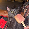 Dash joined the competition — help win amazing prizes! animal, black_cat, blanket, close_up, couch, cozy, curious, furniture, hand, human_hand, indoor, kitten, patterned_fabric, pet, playful, popsicle, sitting, sniffing, warm_lighting, yellow_eyes