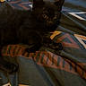 Dash is registered to the contest to win money with this photo: black_kitten, cat, orange_cat, kitten, pet, animal, bed, blanket, pattern, indoor, resting, cute, feline, fur, sleeping, cozy, domestic_animal, young_cat, paw, relaxing