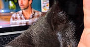 Dash is registered to the contest to win money with this photo: black_cat, kitten, hand, laptop, screen, blurred_background, man, indoor, close_up, pet, animal, curious, nibbling, dark, light, technology, colorful, cozy, candid, domestic