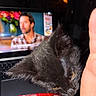 black_cat, kitten, hand, laptop, screen, blurred_background, man, indoor, close_up, pet, animal, curious, nibbling, dark, light, technology, colorful, cozy, candid, domestic