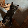 Dash is registered to the contest to win money with this photo: animal, black_cat, blurry, boot, concrete_floor, crumpled_paper, curious, domestic, feline, floor, indoor, jumping, kitten, laundry_basket, messy, motion_blur, pet, playful, shadow, young_cat