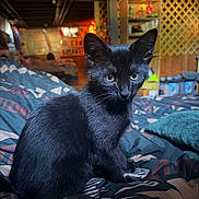 Dash is registered to the contest to win money with this photo: animal, background_blur, bedspread, black_cat, cozy, curious, cute, domestic_cat, furniture, home_interior, indoor, kitten, looking, pet, resting, shelf, soft_fur, warm_lighting, yellow_eyes, young_cat