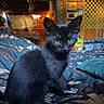 animal, background_blur, bedspread, black_cat, cozy, curious, cute, domestic_cat, furniture, home_interior, indoor, kitten, looking, pet, resting, shelf, soft_fur, warm_lighting, yellow_eyes, young_cat