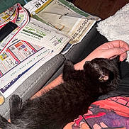 Dash joined the competition — help win amazing prizes! black_cat, kitten, cat, arm, hand, person, newspaper, clothing, fabric, couch, blanket, indoor, resting, sleeping, pet, fur, cozy, relaxation, nap, home