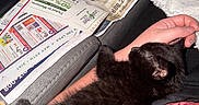 Dash joined the competition — help win amazing prizes! arm, black_cat, blanket, cat, clothing, couch, cozy, fabric, fur, hand, home, indoor, kitten, nap, newspaper, person, pet, relaxation, resting, sleeping