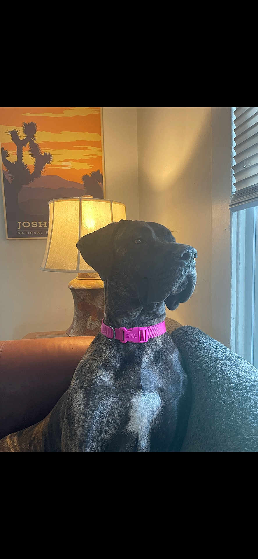 Mia Rulli is registered to the contest to win money with this photo: dog, brindle, collar, pink_collar, couch, lamp, window, blinds, poster, indoor, canine, pet, furniture, light, shadow, animal, portrait, home, relaxing, looking_out