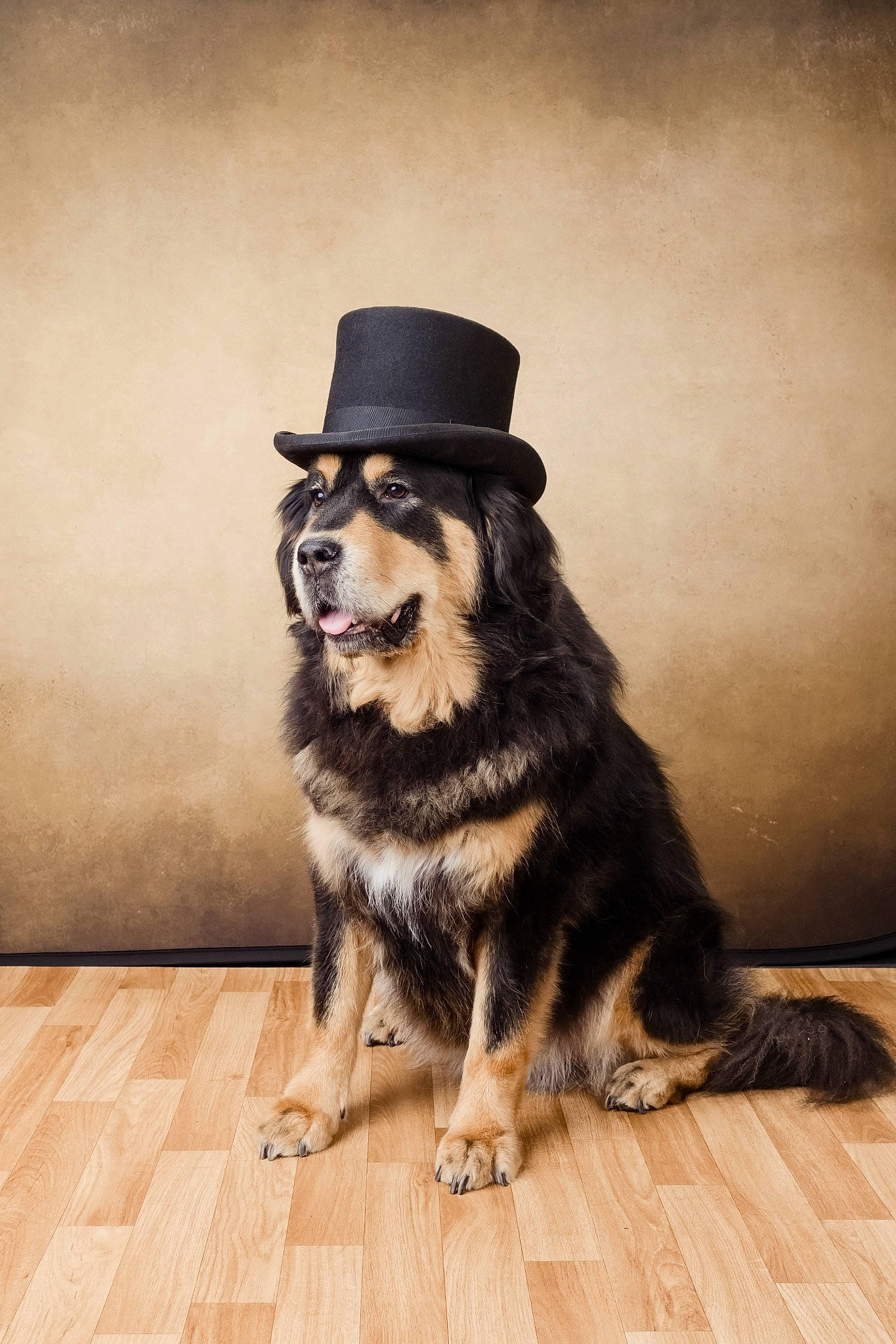 Kia joined the competition — help win amazing prizes! canidae, carnivore, companion_dog, costume_hat, dog, dog_breed, dog_supply, fashion_accessory, fawn, flooring, fur, hardwood, hat, snout, sporting_group, sunglasses, tail, tree, wood, working_animal