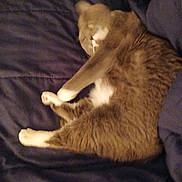 Koda Bear joined the competition — help win amazing prizes! animal, bed, blanket, cat, cozy, cute, domestic_animal, feline, fur, gray_cat, indoor, lying_down, paw, pet, relaxed, resting, sleepy, stretching, whiskers, white_paws