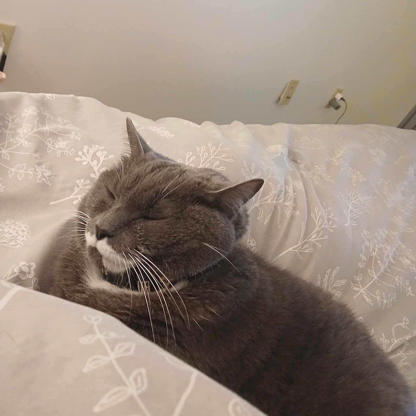 Koda Bear is registered to the contest to win money with this photo: animal, bed, blanket, cat, closeup, comfortable, cozy, cute, domestic_cat, feline, fur, gray_cat, indoor, nap, pet, relaxing, resting, sleeping, soft, whiskers