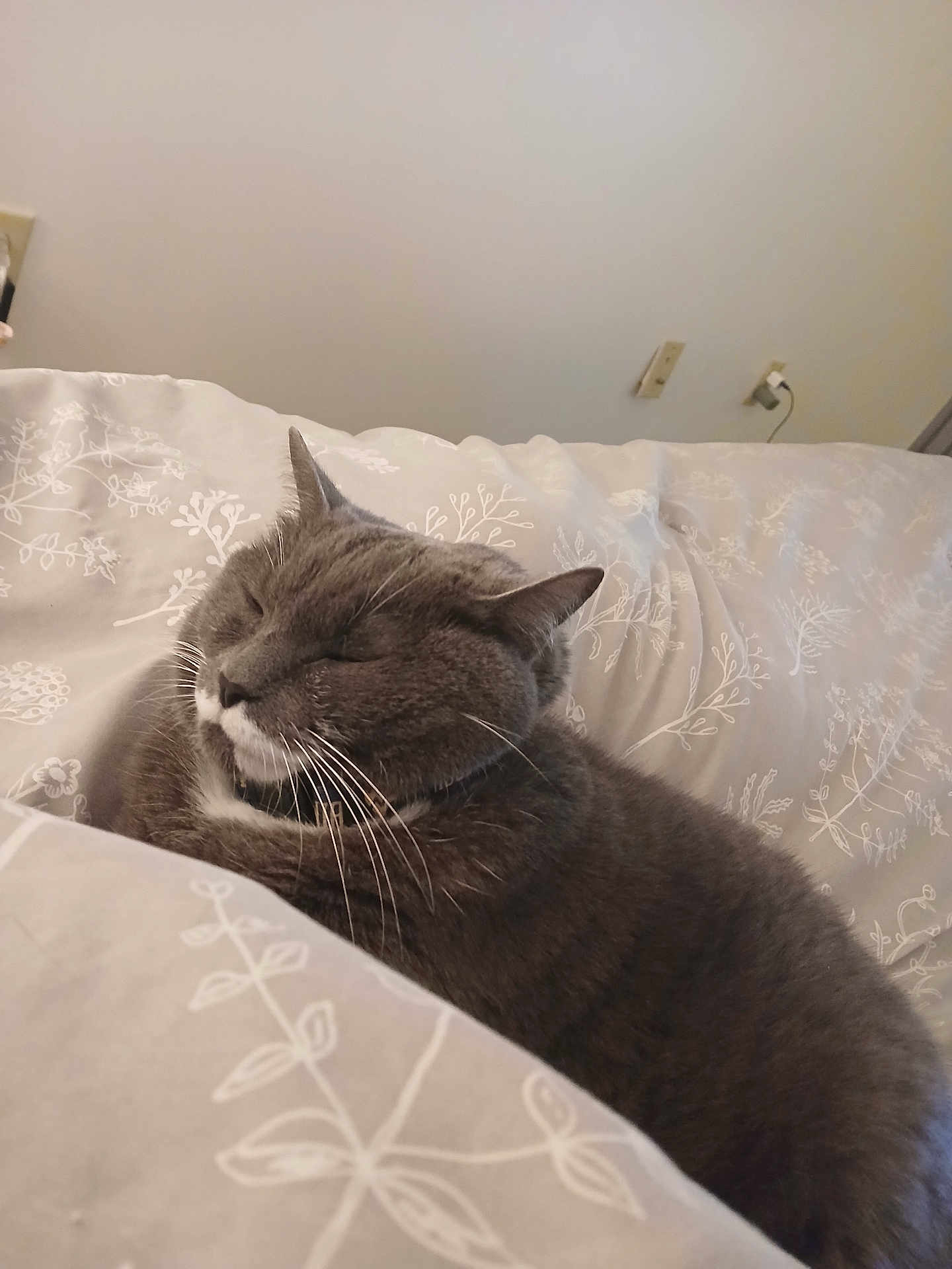 Koda Bear is registered to the contest to win money with this photo: cat, gray_cat, sleeping, bed, blanket, whiskers, cozy, indoor, pet, feline, resting, fur, comfortable, cute, animal, domestic_cat, closeup, relaxing, nap, soft