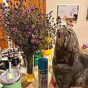 Shadow joined the competition — help win amazing prizes! animal, bouquet, cat, cleaning_spray, countertop, craft_supplies, curious, flowers, fur, gray_cat, home, household, indoor, pet, purple_flowers, sitting, vase, wall_calendar, whiskers, wooden_door