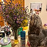 animal, bouquet, cat, cleaning_spray, countertop, craft_supplies, curious, flowers, fur, gray_cat, home, household, indoor, pet, purple_flowers, sitting, vase, wall_calendar, whiskers, wooden_door