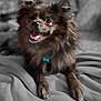 Arthur is registered to the contest to win money with this photo: dog, pet, happy, smiling, fur, brown, collar, tag, blanket, indoor, portrait, close_up, canine, animal, cute, playful, resting, furry, companion, domestic
