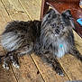 Arthur is registered to the contest to win money with this photo: dog, canine, pet, fluffy, brown, black, wooden_floor, chair, indoor, relaxed, fur, animal, domestic_animal, paw, snout, ears, companion, laying_down, looking_at_camera, home