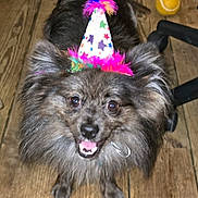 Arthur is registered to the contest to win money with this photo: dog, party_hat, fluffy, wooden_floor, tennis_ball, happy, pet, indoor, celebration, colorful, feathers, animal, canine, smiling, playful, fur, toy, closeup, chair_leg, looking_up