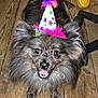 dog, party_hat, fluffy, wooden_floor, tennis_ball, happy, pet, indoor, celebration, colorful, feathers, animal, canine, smiling, playful, fur, toy, closeup, chair_leg, looking_up